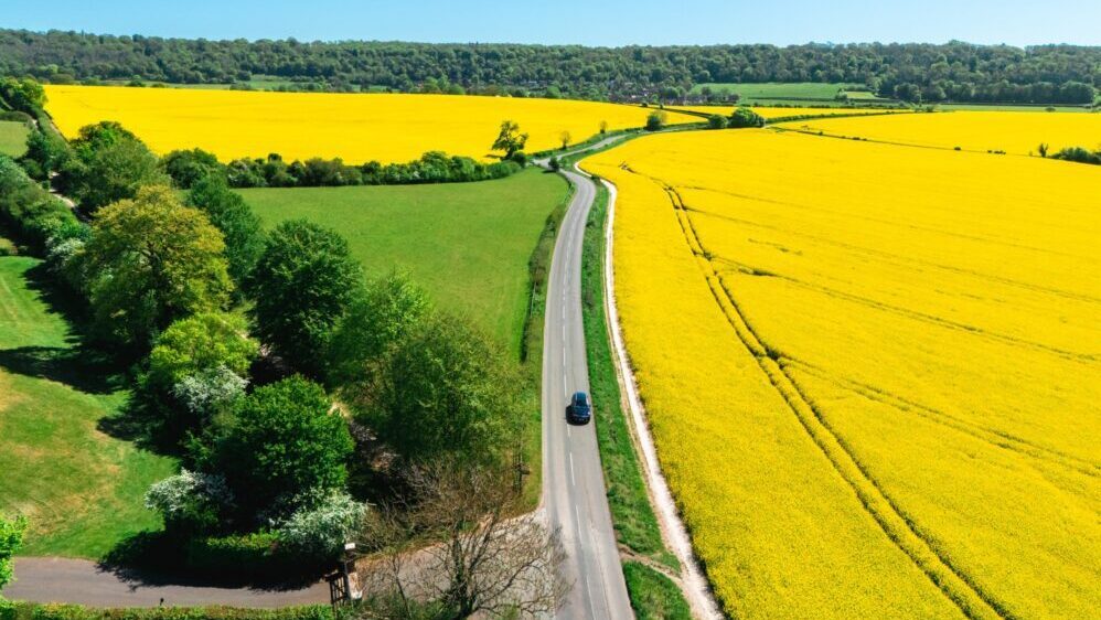 Car driving on a road surrounded by vibrant yellow rapeseed fields under a clear blue sky